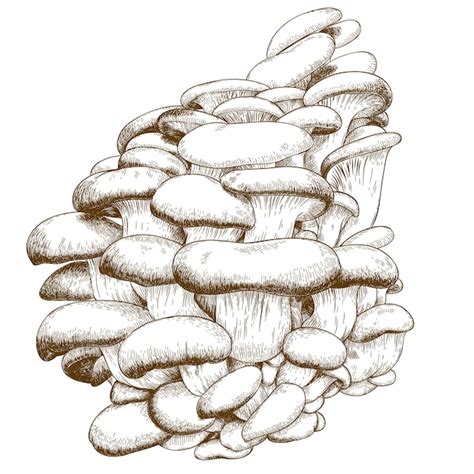 Premium Vector Engraving Illustration Of Oyster Mushroom