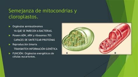 Adn En Cloroplastos