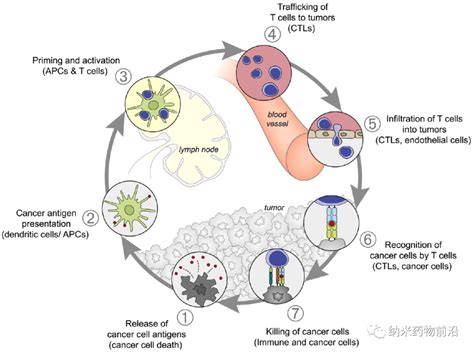 Nanomedicine Biological Nanomaterials Beike Nanodelivery System