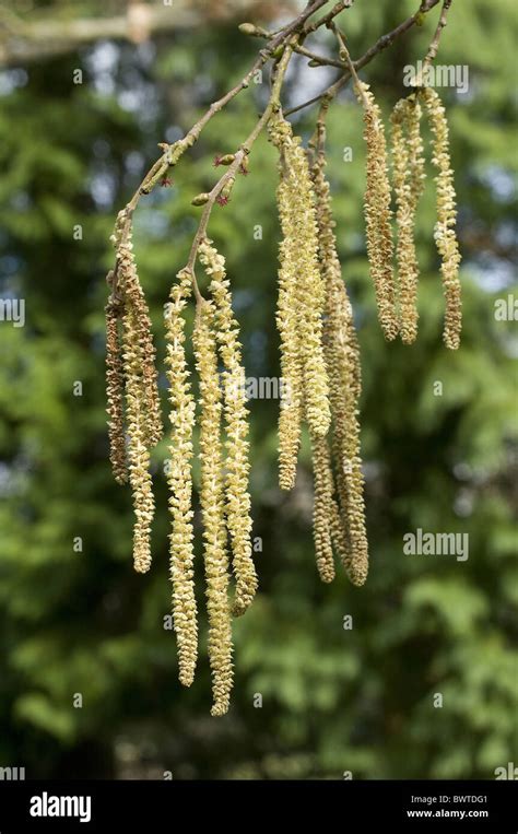 Common Hazel Corylus Avellana Close Up Male Stock Photo Alamy