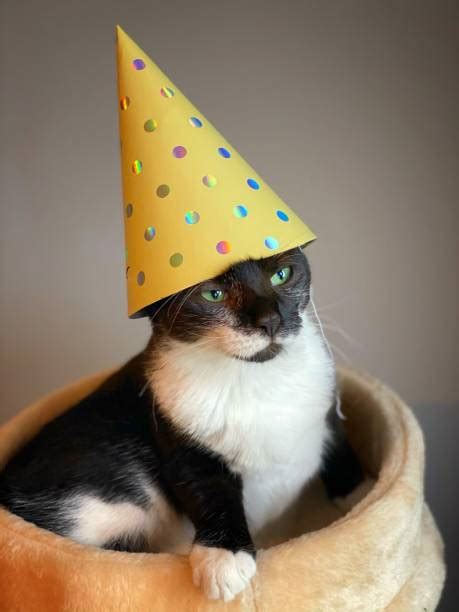 1,000+ Cat Birthday Hat Stock Photos, Pictures & Royalty-Free Images - iStock