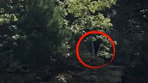 Man Records Unidentified Creature Howl Like Sound Claims Its Bigfoot