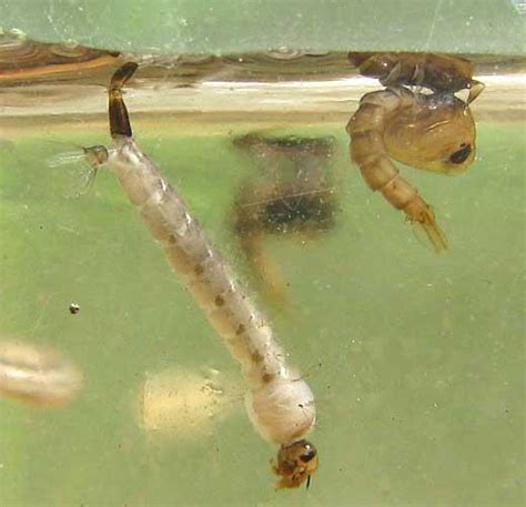 Семейство мошки – Simuliidae