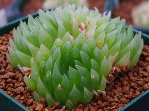 Haworthia Cooperi Var Picturata World Of Succulents