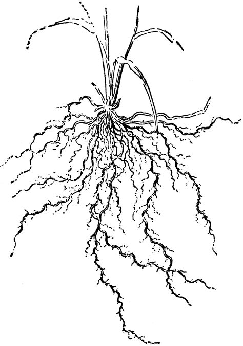 Fibrous Roots | ClipArt ETC