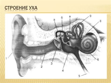 Строение уха человека презентация - 93 фото
