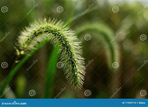 Erva Verde Da Grama De Cerda Foto De Stock Imagem De Haste Imagem