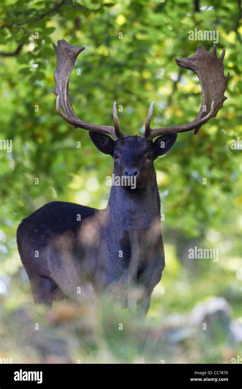 Fallow Deer Dama Dama Black Buck Aler Royal Deer Park Klampenborg