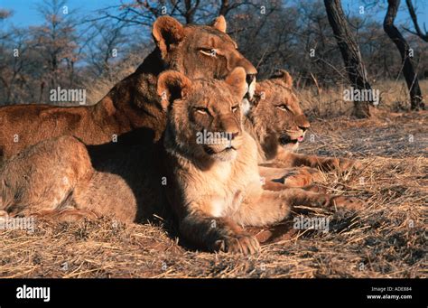 Lion Panthera Leo Cubs With Mother Africa Stock Photo Alamy