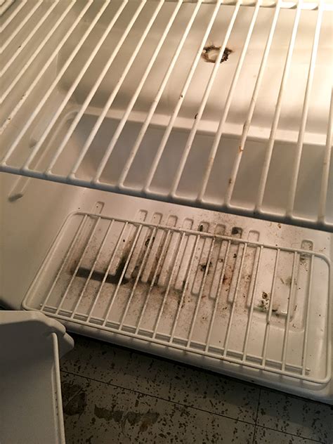stanford residents find mold  dorms  winter break  miami