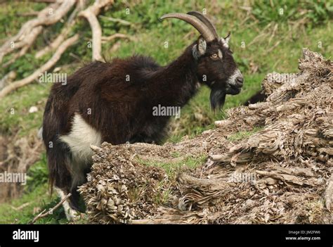 Wild Goat Capra Aegagrus Hi Res Stock Photography And Images Alamy