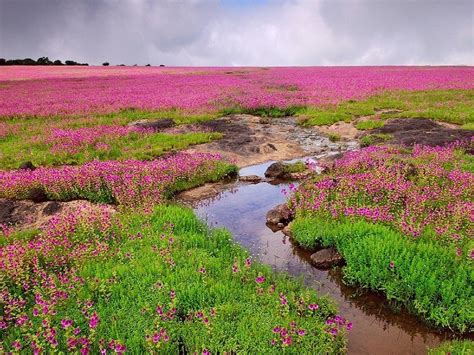 Kas Pathar / Kaas Plateau, Satara - Timings, Entry Fee, Best Time to Visit