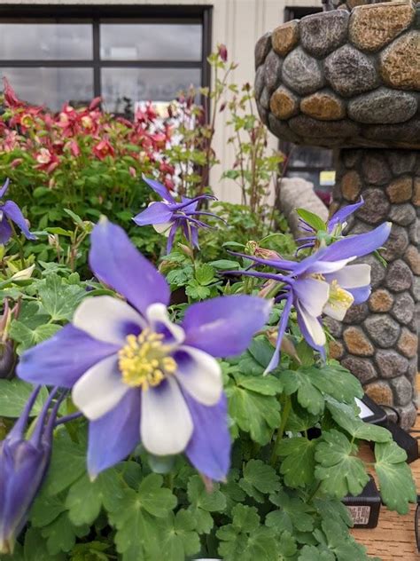 Photo Of The Bloom Of Columbine Aquilegia Coerulea Kirigami Deep Blue