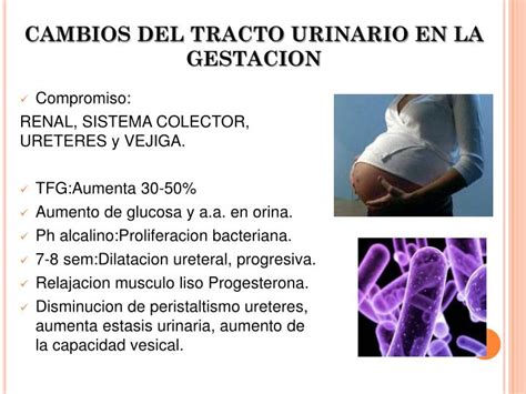 Ppt Infeccion Urinaria Y Embarazo Powerpoint Presentation Id