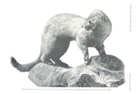 Sea Mink Extinct Around 1890s Or Early 20th Century Species