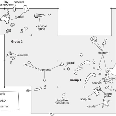 Pdf A New Ankylosaurid From The Late Cretaceous Two Medicine Formation Of Montana Usa