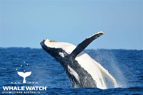 Whale Watching And Vip Captains Lounge Experience From Perth Western