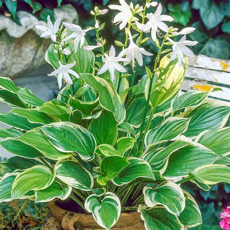 Hosta So Sweet Campbell S Nursery