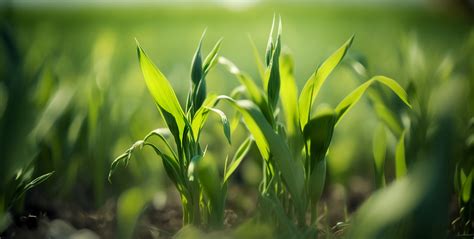Kontakt farmsaat AG Lietuva › farmsaat