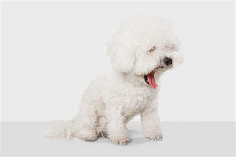 Everything You Need To Know About Hypoallergenic Dogs Petwithit