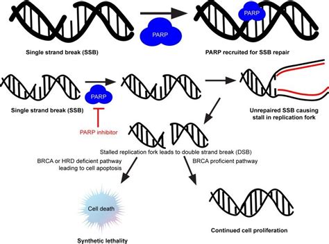 Concept Of Synthetic Lethality Explained With Parp Inhibitors In The