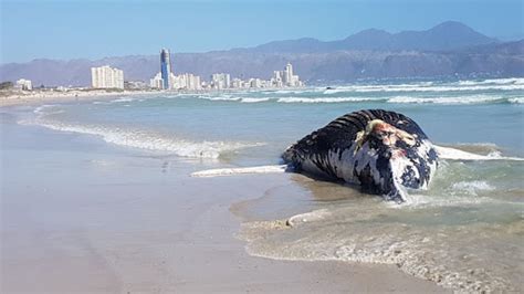 Two Cape Town Beaches Close Amid Sewage Spills