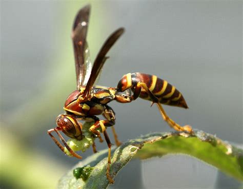 What Do Paper Wasps Eat Do They Eat Wood Whats That Bug