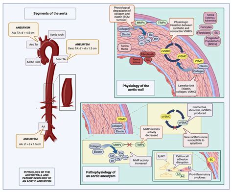 Physiology Of The Aortic Wall And Pathophysiology Of An Aortic Aneurysm