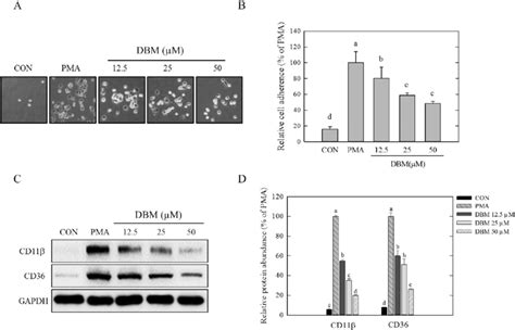 Effect Of Dbm On Human Monocyte To Macrophage Differentiation In Thp 1