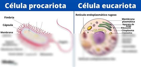 SOLUTION Tipos De C Lulas Procariota Eucariota Lifeder 1024x490