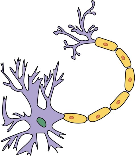 File Portal Physiology Svg Labelled Nerve Cell Diagram Clipart