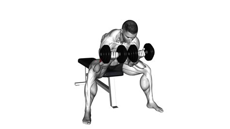 Dumbbell Seated Double Concentration Curl - Expert Video Guide & Tips