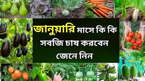 জানুয়ারি মাসে কি কি সবজি চাষ করবেন জেনে রাখুন শীতকালীন সবজি চাষ