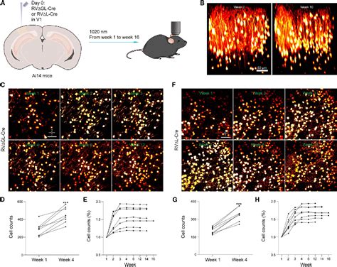 Figure 4 From Third Generation Rabies Viral Vectors Allow Nontoxic