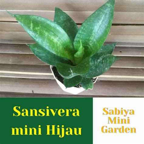 Jual Sansivera Mini Hijau Shopee Indonesia