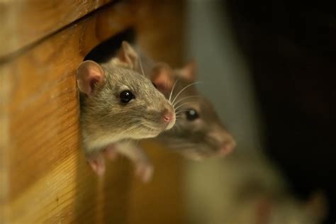 Rats et souris s en débarrasser avec du vinaigre blanc