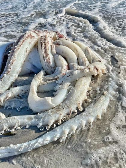 Pics Massive Squid Washes Up On Cape Town Beach News