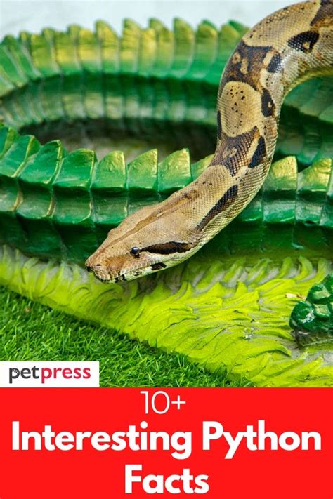 10 Interesting Python Facts Everything You Need To Know