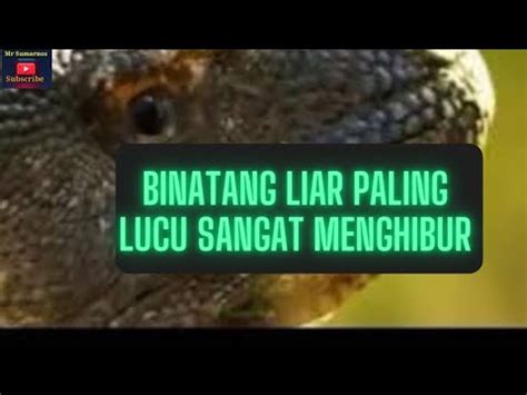 Cuplikan Vidio Binatang Liar Paling Lucu Sangat Menghibur MrSumarno422