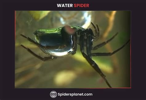 Diving Bell Spider Or Water Spider Argyroneta Aquatica