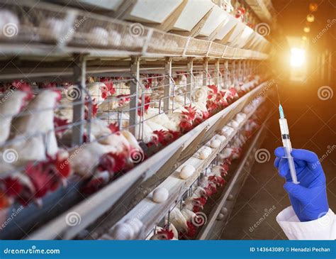 Doctor Holding A Syringe Against The Background Of The Poultry Farm