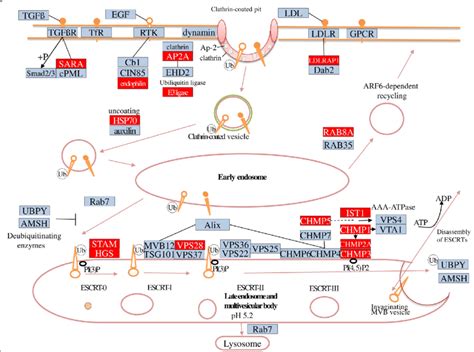 Pathway Of Clathrin Dependent Endocytosis This Pathway Is A Part Of