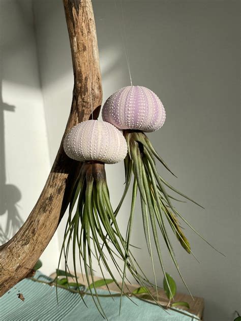 Air Plant Sea Urchin Purple Airplant Sea Urchin Jellyfish Hanging Plant