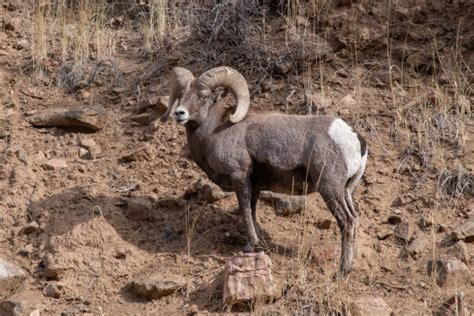 630 Bighorn Ram On Mountain Top Stock Photos Pictures And Royalty Free