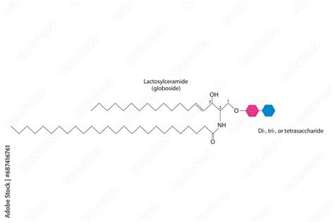 Diagram Showing Schematic Molecular Structure Of Lacosylceramide