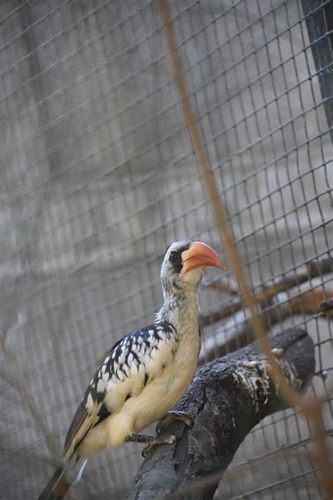 Red Billed Hornbill Zoochat