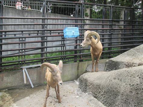 ボクたち、ウソはつけないんですオオきなツノのヒツジの日記｜ブログ金沢動物園公式サイト｜公益財団法人 横浜市緑の協会