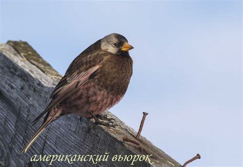Сибирский горный вьюрок – новый вид авифауны Командорских островов ...