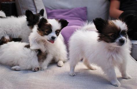 Papillon Puppies For Sale