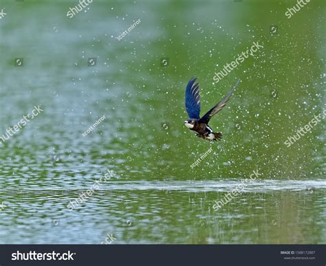 51 White throated needletail Images, Stock Photos & Vectors | Shutterstock